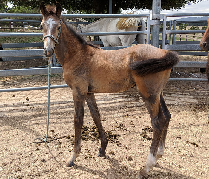 Fame-for-a-Day--Tolindas-foal